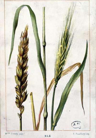 Wheat by Marguerite Buret